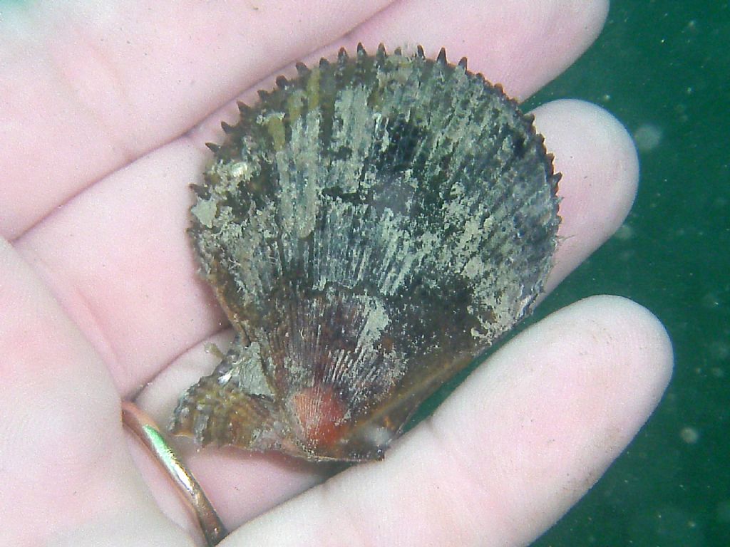 Mollusco del Conero (Mimachlamys varia)
